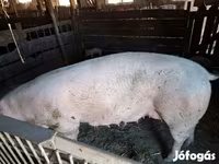 Scrofa, Дюрок — foto 5
