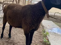숫양, Arashan sheep — 사진 4