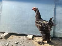 براهما — الصورة 3