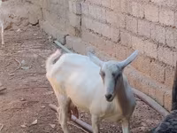 Koza, Saanen goat — foto 8