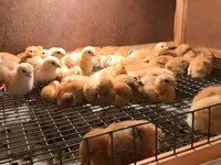 Chickens — zdjęcie 2