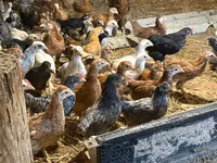 Chickens — foto 8