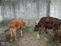 Krava, Divoký jak — foto 2