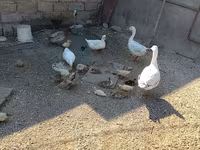 German Pekin — sawirka 1