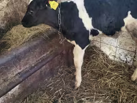 Tyre, Holstein-race — foto 1