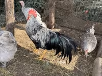 Chickens — รูปภาพ 3