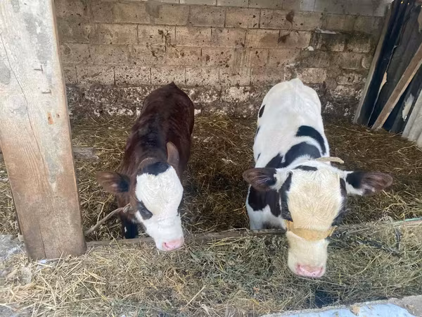 Bika, Simmental cattle