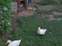 Ducks — 사진 2
