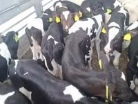 Buğa, Russian Black pied cattle — foto 1