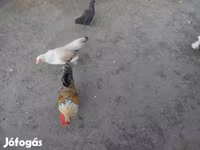 Chickens — รูปภาพ 1