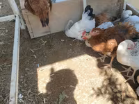 Chickens — zdjęcie 4