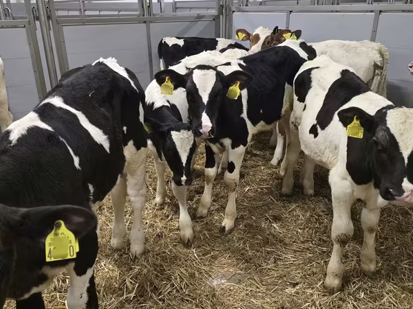 گاو نر, Russian Black pied cattle