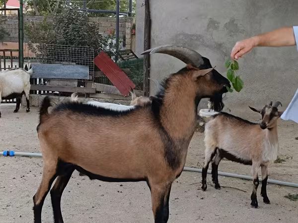 Ямааны ухна, Alpine goat