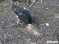 Chickens — عکس 1