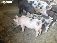 Säue, Schweine — Foto 1