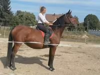 Hoppe, Hungarian horse breed — foto 1