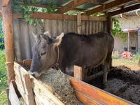 گاو ماده, Swiss cattle — عکس 1