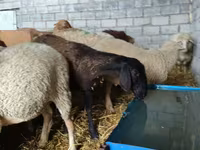 Ido, Sheep — sawirka 5