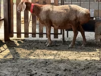 Owca, Owce — zdjęcie 2