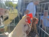 Chickens — รูปภาพ 7