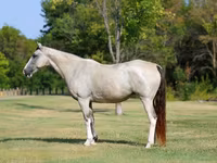مادیان, Skyros Pony — عکس 2