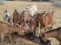 Ged, Alpine goat — foto 2