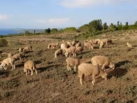مینڈھا, Merino sheep — تصویر 5