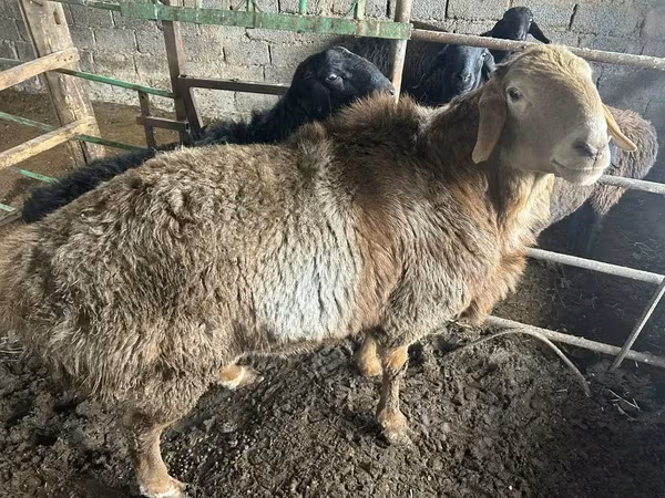 Sheep (batch, sex not specified), Arashan sheep