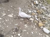 Ducks — zdjęcie 2