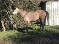 Pastuv, Arabian horse — fotografija 6