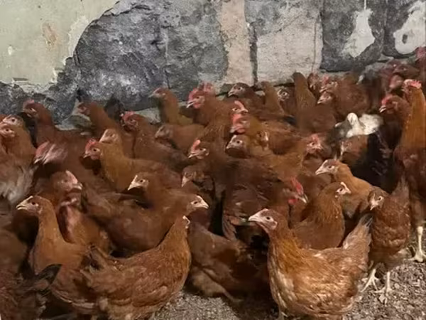Chickens — Armenia