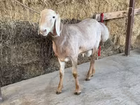Ram, Arashan sheep — photo 3