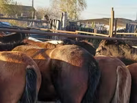 Kuda (lot, jantina tidak dinyatakan), Horse breed — foto 3