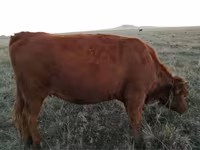 گاو ماده, Simmental cattle — عکس 5