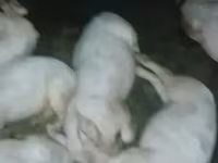 خنزير ذكر, الخنازير — الصورة 3