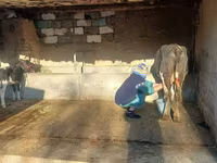 Lembu betina, Latvian Blue cattle — foto 2