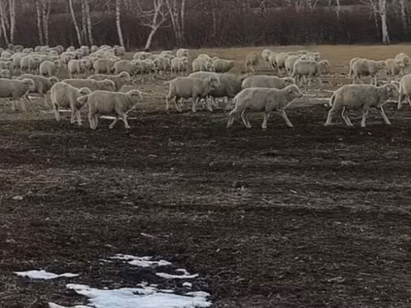 Sheep, Sheep — Russia