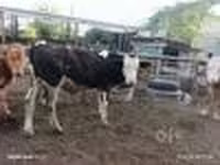Bò đực, Simmental cattle — ảnh 5