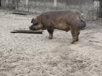 Damızlık domuz, Дюрок — foto 1