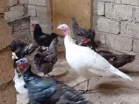 Turkeys — foto 2