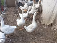 Geese — zdjęcie 1