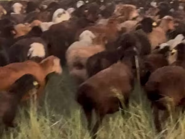 Ovca, Edilbay sheep