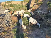 Capra, Capre — foto 2