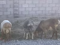 Kambing jantan, Rhon sheep — foto 3