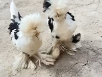 Chickens — foto 7