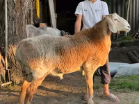 Қӯчқор, Arashan sheep — акс 2