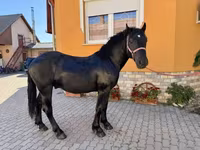ცხენი, Hungarian horse breed — ფოტო 7