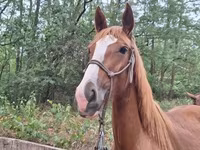 Iapă, Hungarian horse breed — foto 4