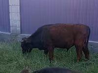 Bull, Cattle — photo 2