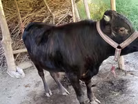 Toro, Bovini — foto 1